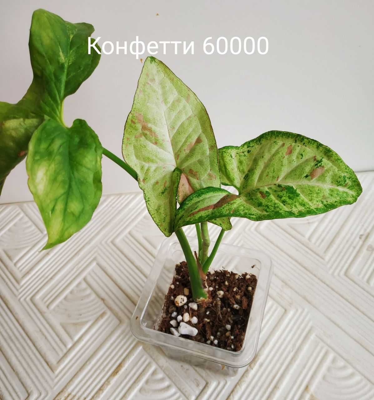 Продаю молодые сортовые Сингониумы