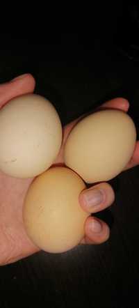 Vând oua de casa in Zalău, preț 1,3 lei/bucata