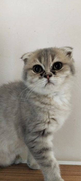 Scottish Fold tigrata