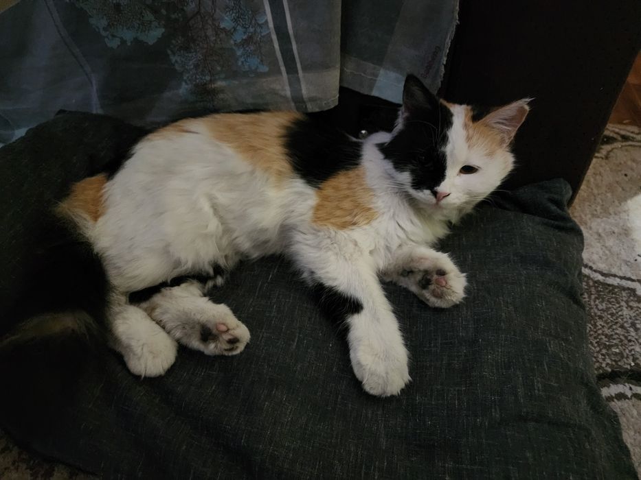 Xadiyaga qiz bola mushuk aqilli gapka chunadi