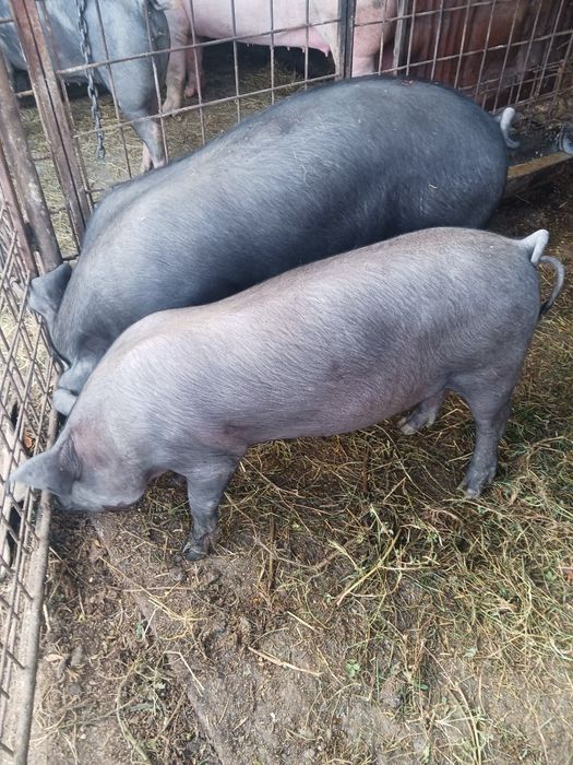 Vând 2 vitei pret negocieabil