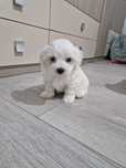 Bichon maltez toy