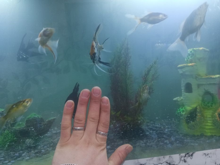 Продам рыбок койяи скалярий