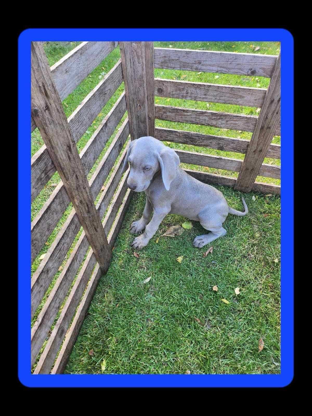 Pui rasa Weimaraner - Brac de Weimar