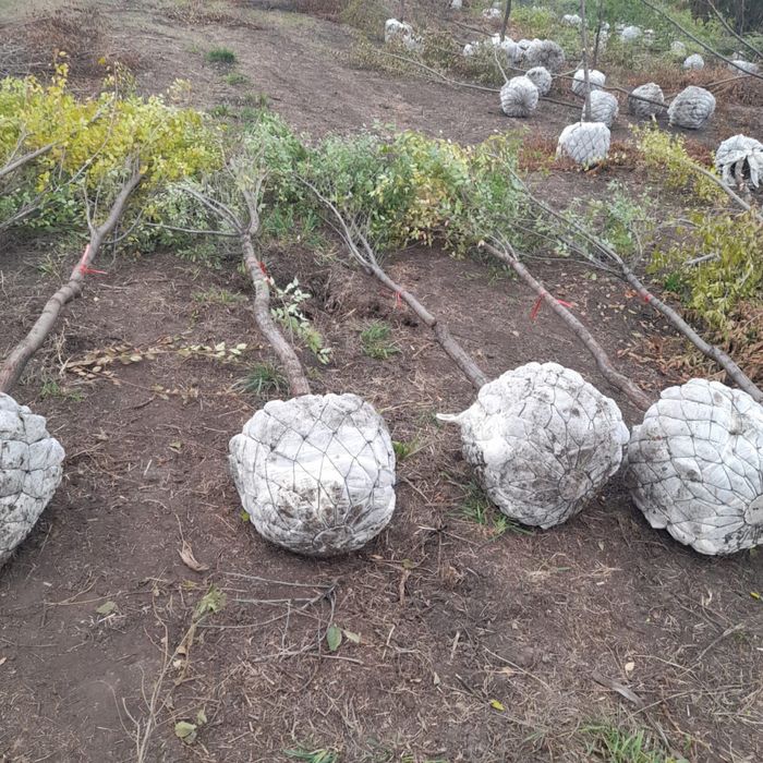 Посадка крупномерных деревьев, Актау