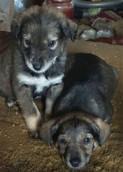 Щенки бесплатно