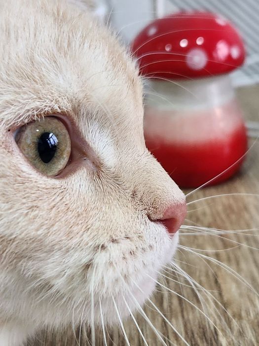Продаётся котёнок