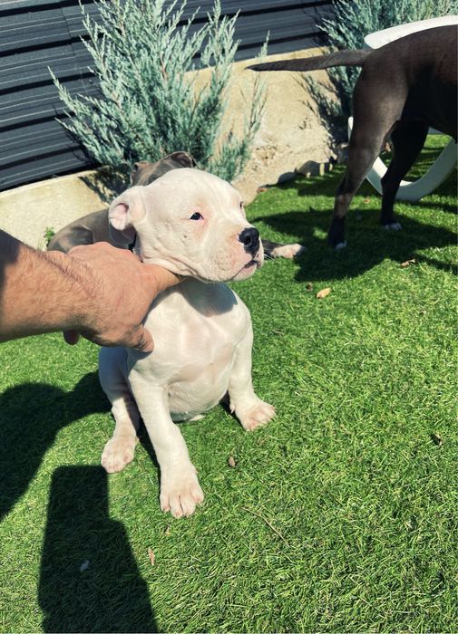 Dog Argentinian Dogo Argentino Pedigree
