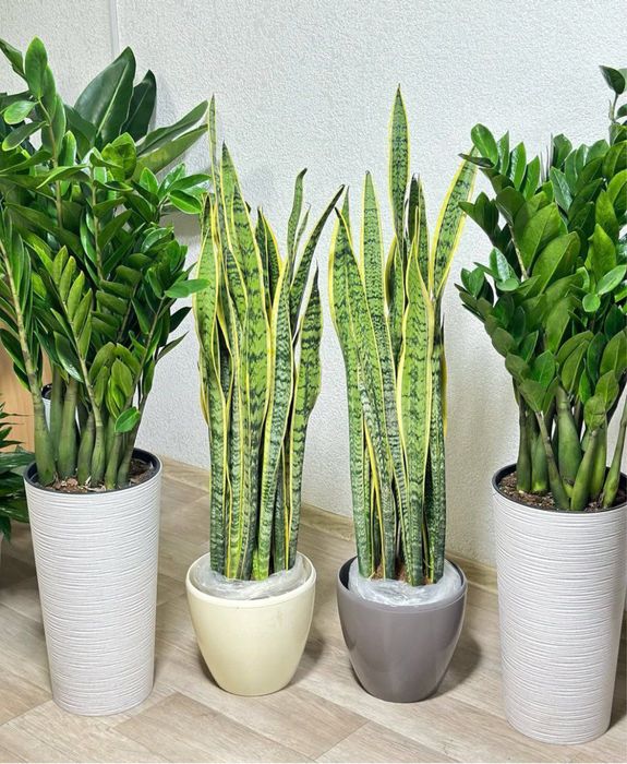 Сансиверия 24/7 Кислород Sansiveria!!!