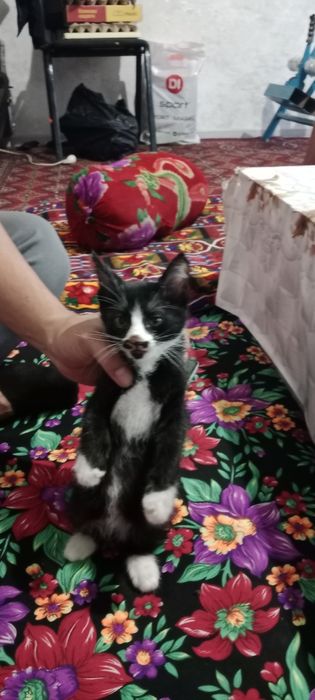 Милый котенок по кличке черныш. Одам в добрые руки