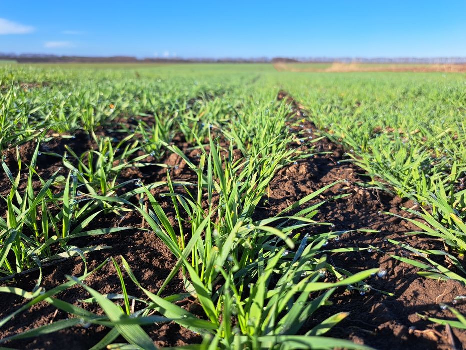 Арендова земеделска земя