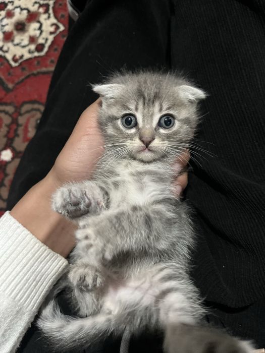 Pishik syaminsky sutdan chiqgan puli qelishiladi xorazm urganch mushuk