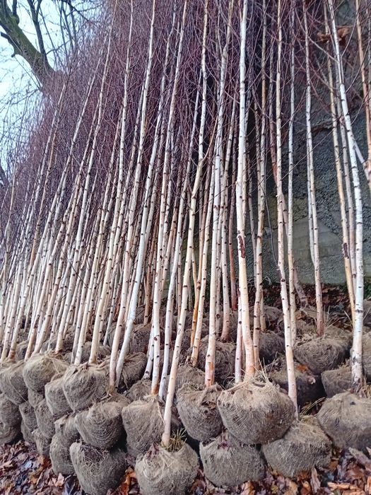 Vând plante tuia thuja smaragd Chiparos leylandi