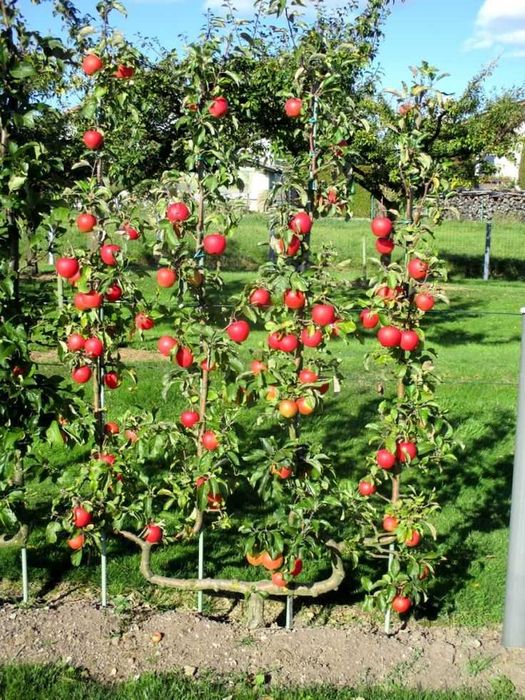 Pomi fructiferi, diverse soiuri. Arbusti.Ciresi amar maxut,Mosmon