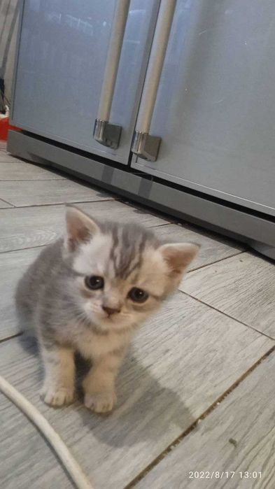 котята скотиш страйт