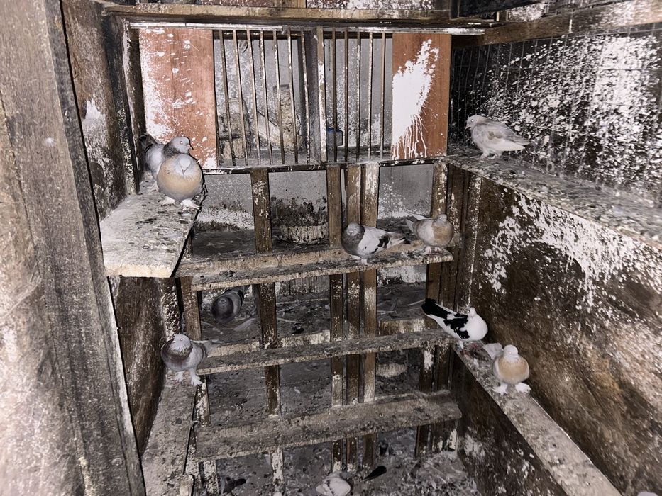 Tobosari germani+takla+breji