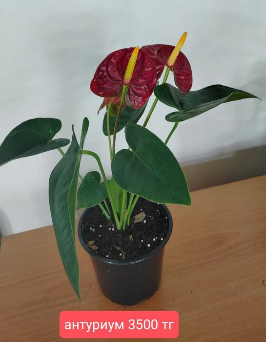 Продам комнатные растения