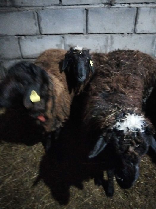 Қой (тоқты еркек) бараны (мальчик)