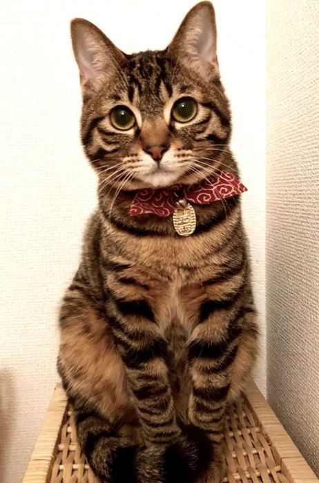 Мышеловка стерилизованная замечательная