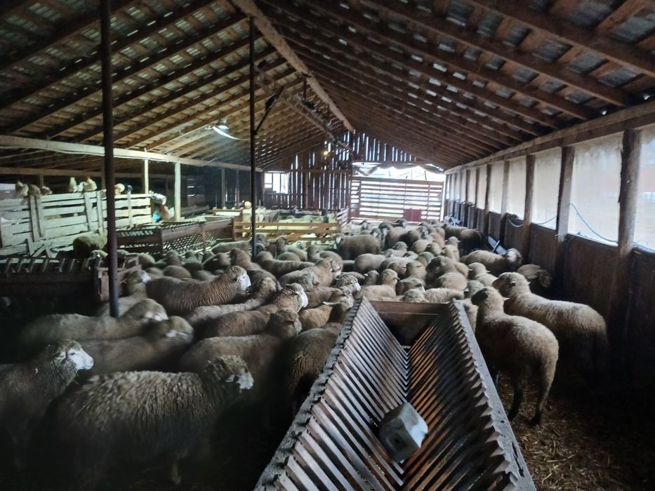 Miele de vânzare cu varsta de un an