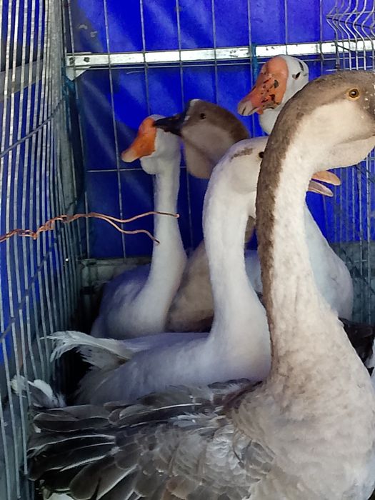 Gâște leșești și Eden