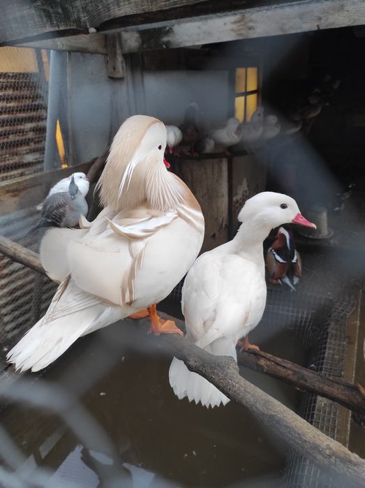 Патета мандаринки