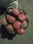 Продам картофель