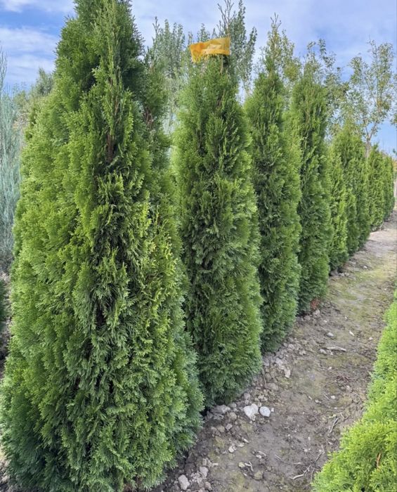 Саженцы, декоративных видов