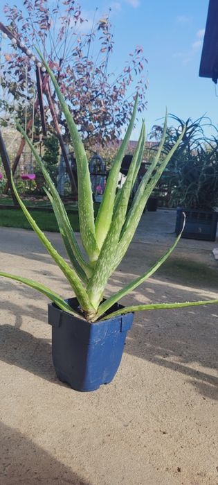 Aloe vera de 2 ani
