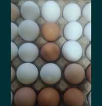 Яйцо инкубационное свежее