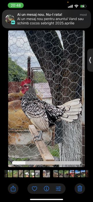 Vand sau schimb cocos sebright argintiu