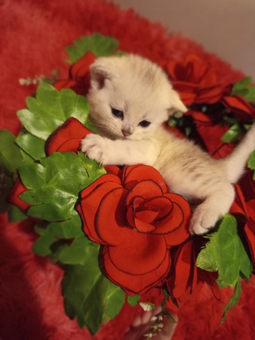 Продаются котята породы серебристые шиншилла