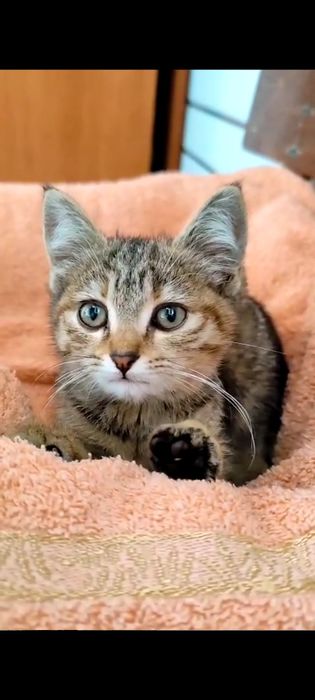 Котёнок девочка ищет дом!