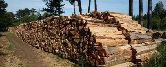 Vand lemn de foc uscat esenta tare [fag]