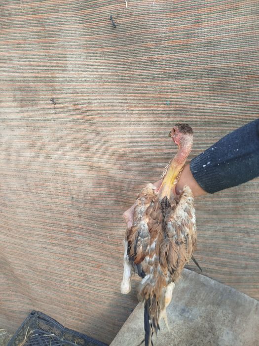 Madakaskar mokiyonchalar sotilad. i dakan