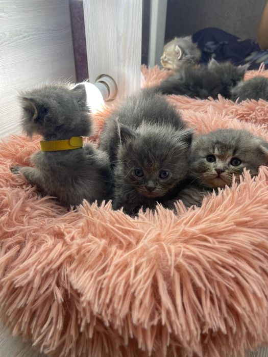 Продам котёночек