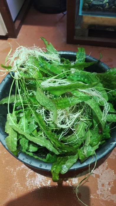 Продам растения для аквариума