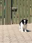 Femela Akita American, Pedigree Tip A