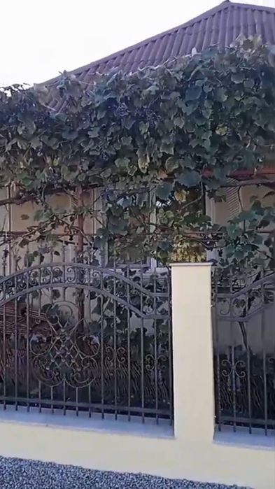 Vând struguri de casă