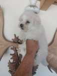 Bichon mini fetita