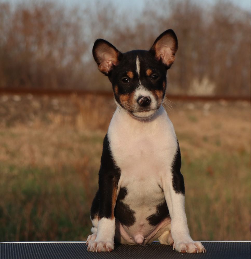 Basenji cu pedigree