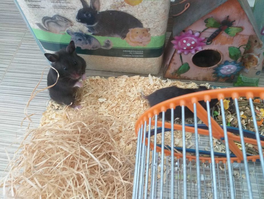 Acvariu si hamsteri 60x30cm complet echipat + hamsteri pitici gri