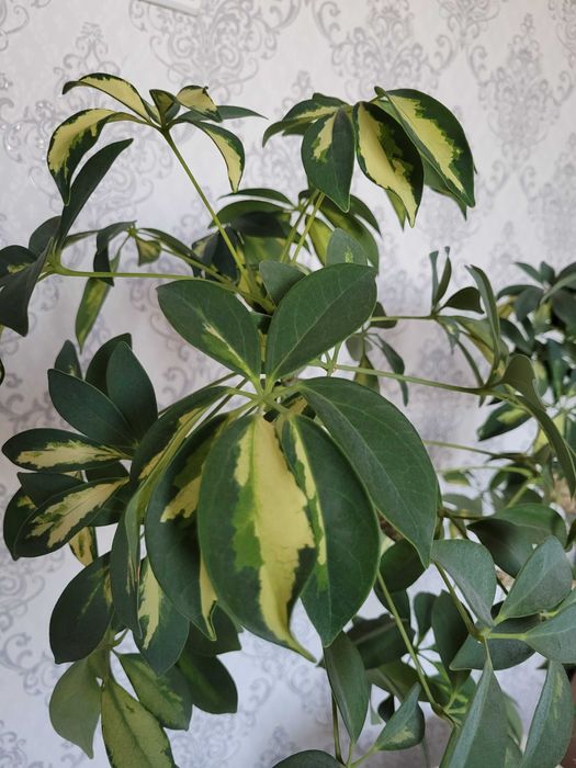 Продам цветок шефллеру