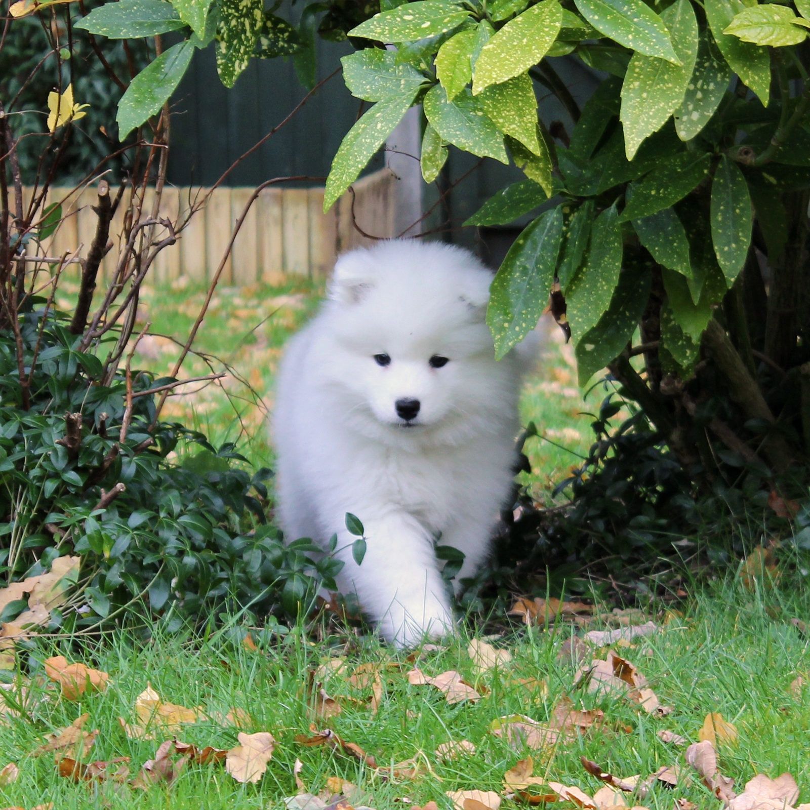 Suntem 4 baietei si o fetita puiuti de Samoyed ! Cautam casuta iubitoa