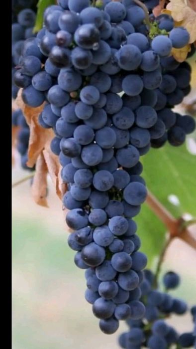 Butasi de vită de vie de anul 2 și de 3