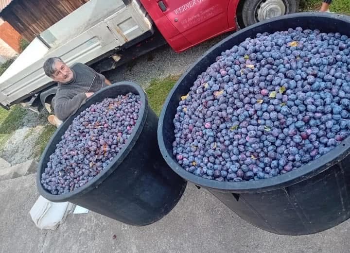 Vand prune pentru tuica