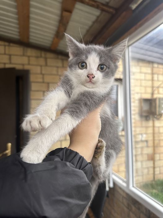 Отдам котят в добрые руки
