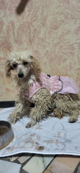 Продам девочку пудель очень умная