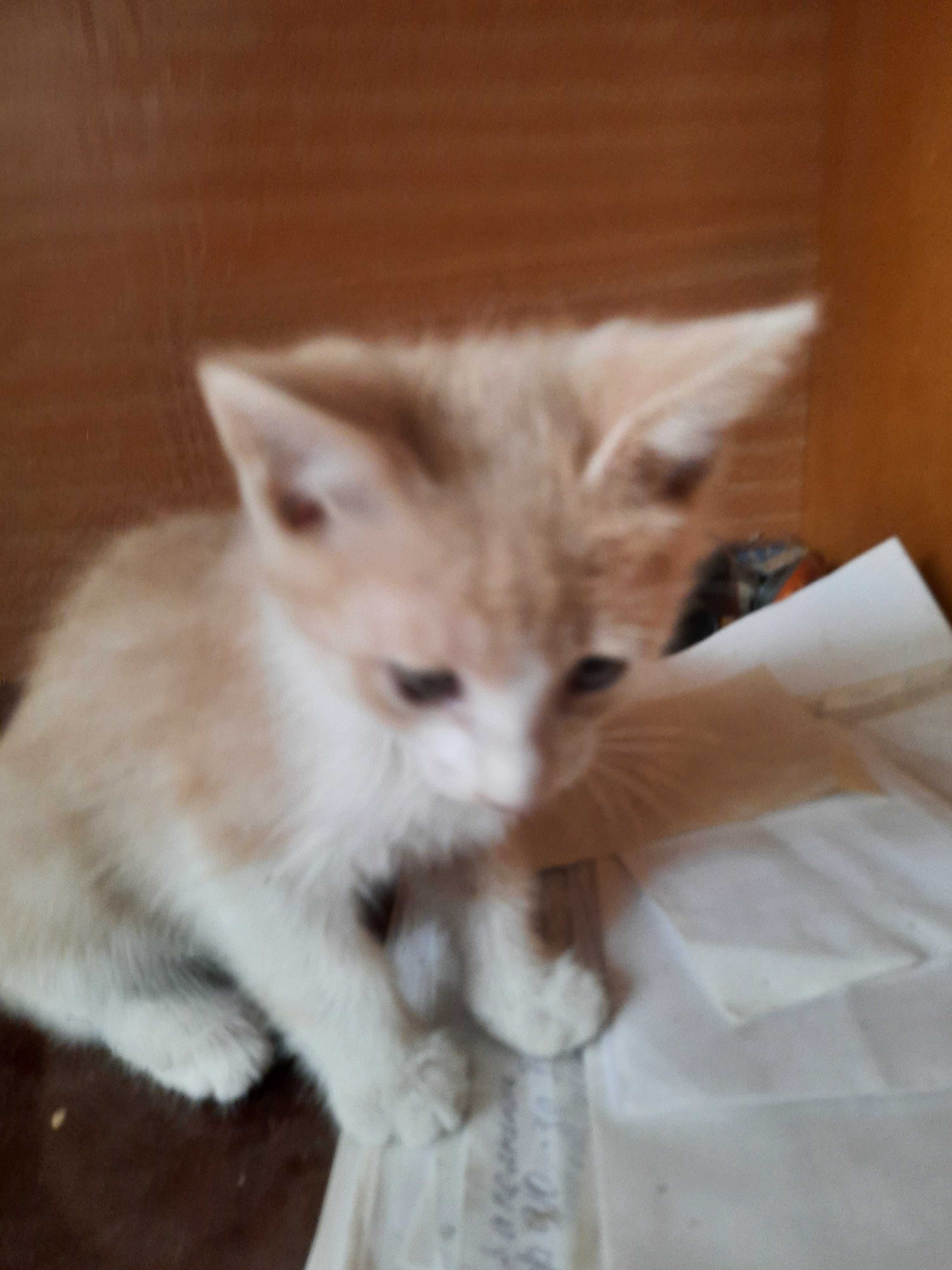 Котята в добрые, любящие руки.