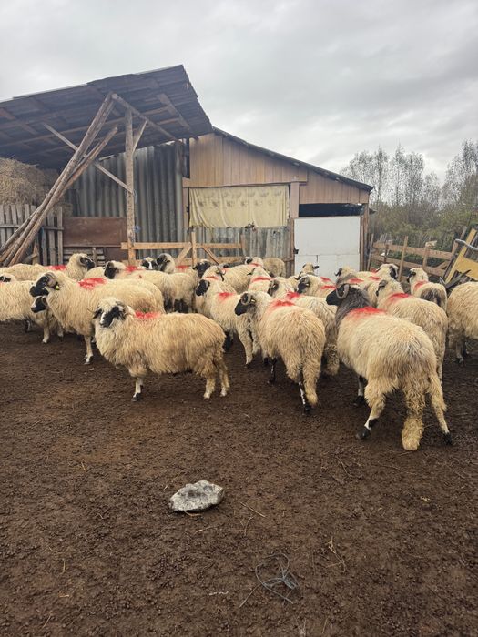 Oi breze miei berbeci